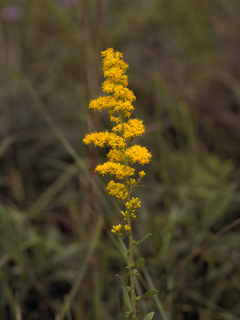 Oligoneuron riddellii (Riddell's goldenrod) #24646