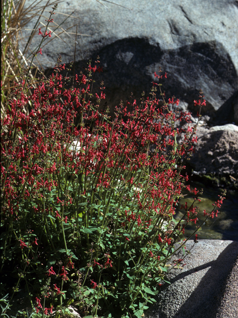 Stachys coccinea (Scarlet betony) #24732