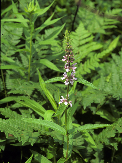 Teucrium canadense (American germander) #24819