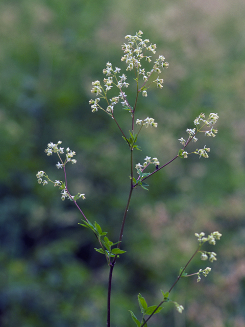 Thalictrum dasycarpum (Purple meadow-rue) #24832