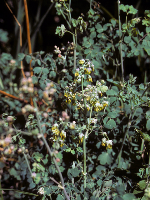 Thalictrum fendleri (Fendler's meadow-rue) #24834