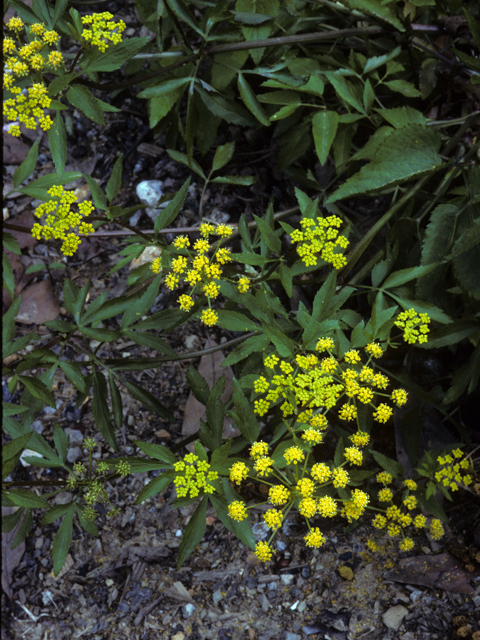 Thaspium barbinode (Hairy-jointed meadowparsnip) #24838