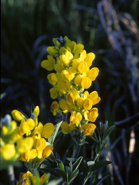 Thermopsis rhombifolia (Prairie thermopsis) #24847