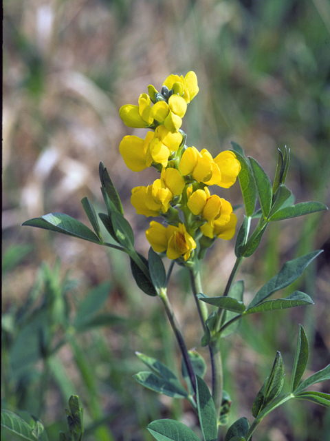 Thermopsis rhombifolia (Prairie thermopsis) #24848