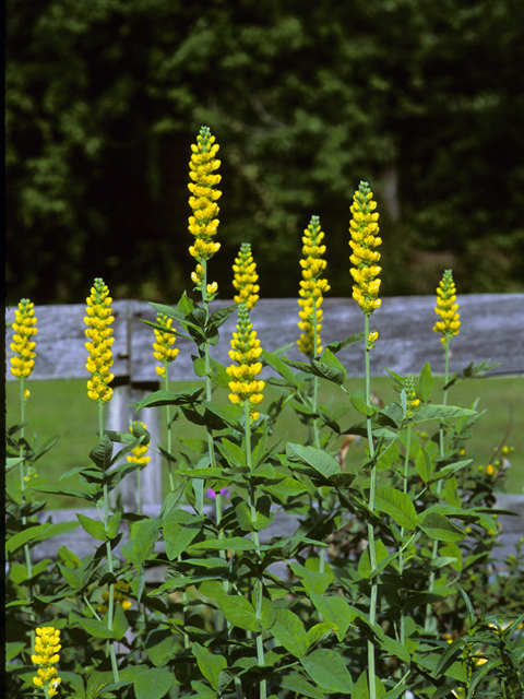 Thermopsis villosa (Carolina bushpea) #24850