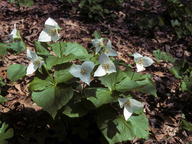 Trillium flexipes (Nodding wakerobin) #24898