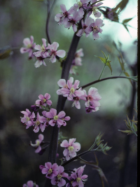 Ungnadia speciosa (Mexican buckeye) #24935