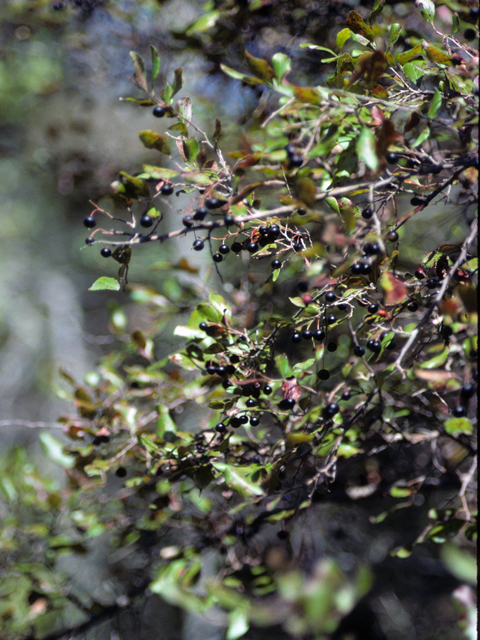 Vaccinium arboreum (Farkleberry) #24944