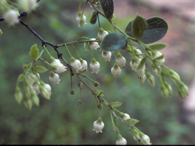 Vaccinium arboreum (Farkleberry) #24947