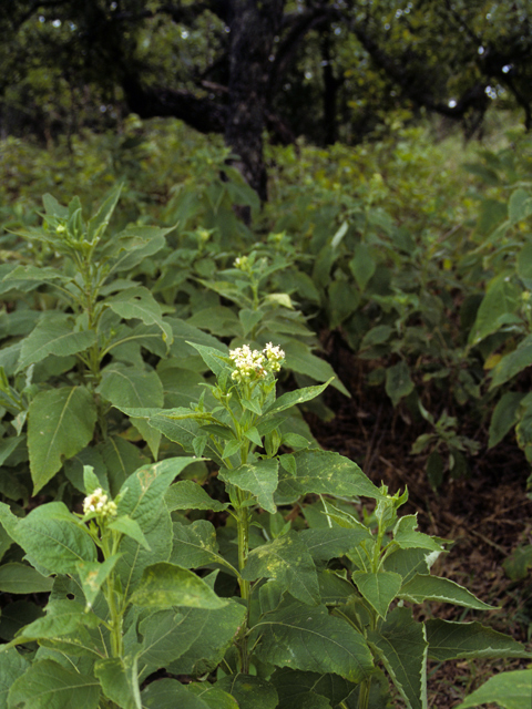 Verbesina virginica (Frostweed) #24976