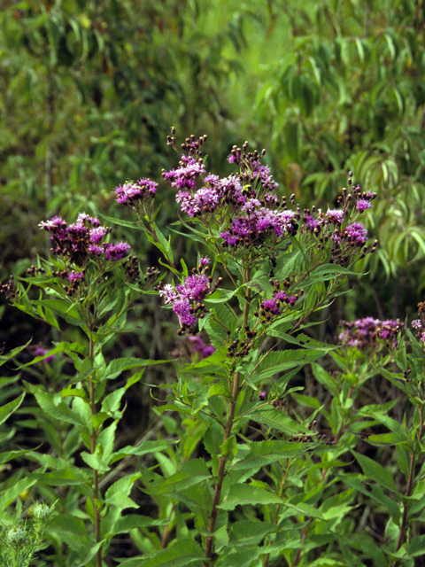 Vernonia gigantea (Giant ironweed) #24987