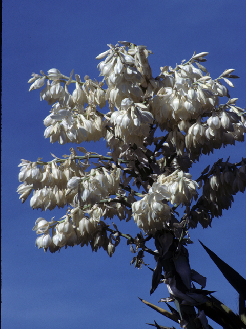 Yucca faxoniana (Faxon yucca) #25080