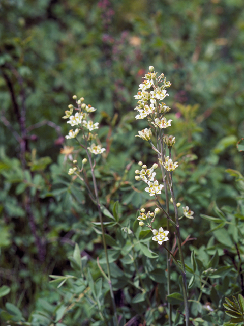 Zigadenus elegans (Mountain death camas) #25117