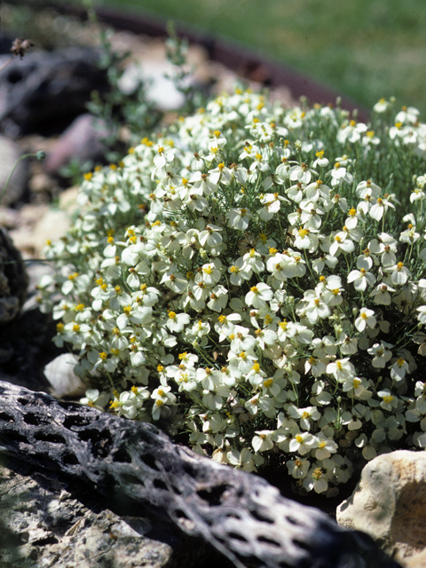 Zinnia acerosa (Desert zinnia) #25122