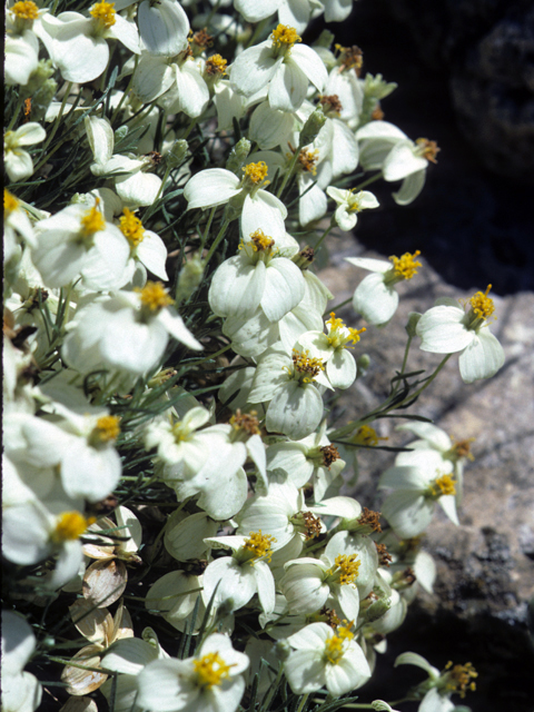 Zinnia acerosa (Desert zinnia) #25125