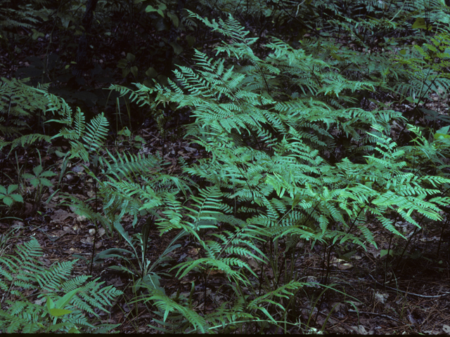 Pteridium aquilinum var. pseudocaudatum (Bracken fern) #25188