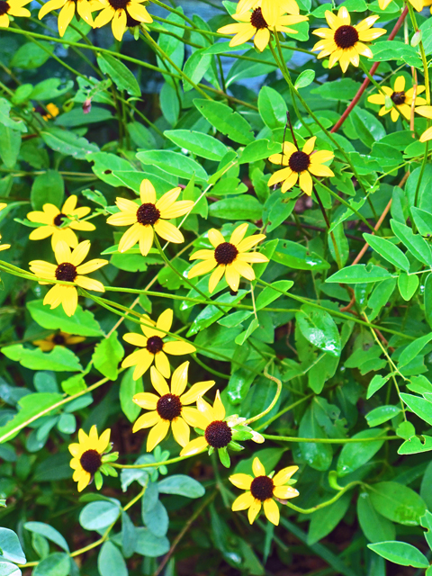 Rudbeckia hirta (Black-eyed susan) #47506