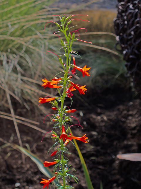 Ipomopsis rubra (Standing cypress) #47576