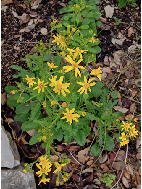 Packera obovata (Golden groundsel) #47590