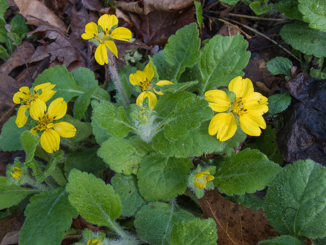 Chrysogonum virginianum var. brevistolon (Carolina green and gold) #47644