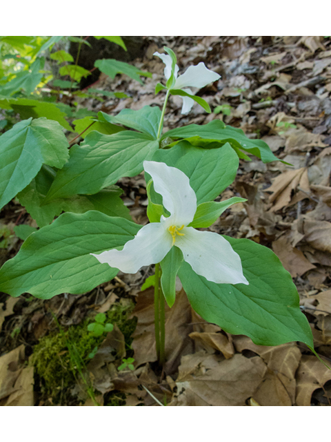 Trillium grandiflorum (White wake-robin) #47671