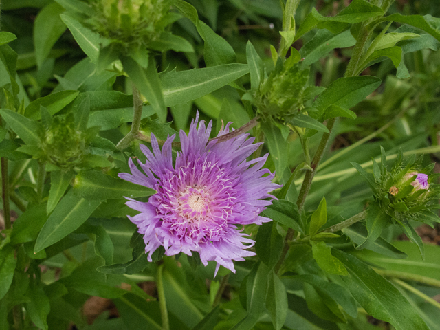 Stokesia laevis (Stokes aster) #49011