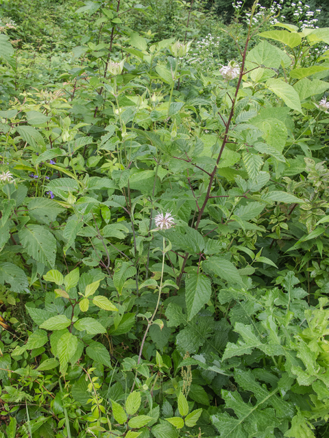 Monarda clinopodia (White bergamot) #49101