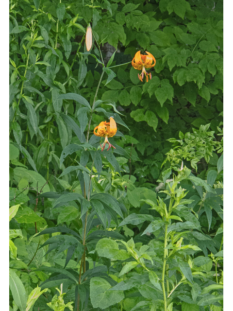 Lilium superbum (Turk's-cap lily) #49106