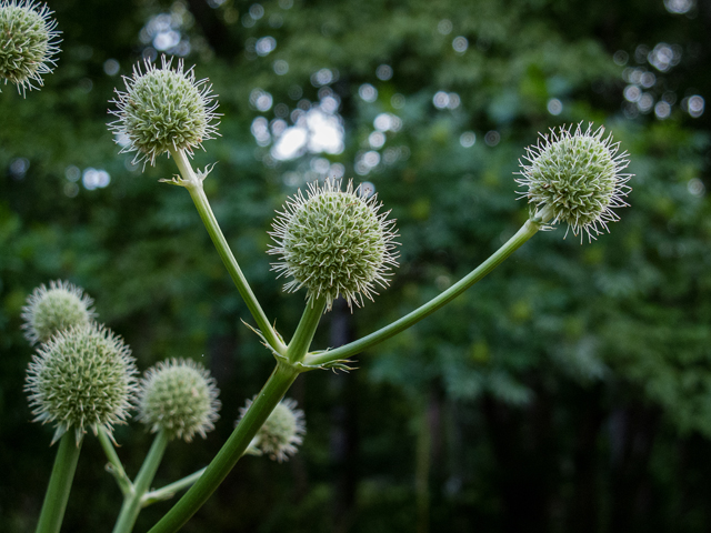 Eryngium yuccifolium (Rattlesnake master) #49204