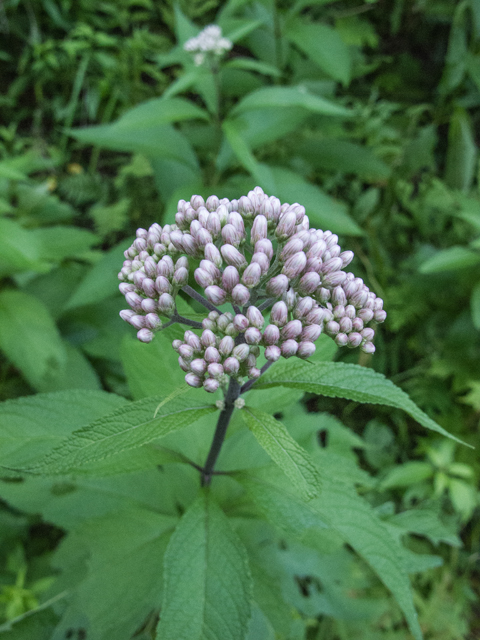 Eutrochium maculatum (Spotted joe-pye weed) #49480