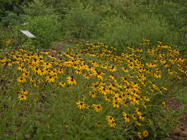 Rudbeckia hirta (Black-eyed susan) #49521