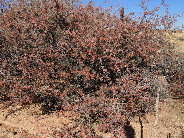 Rhus microphylla (Littleleaf sumac) #49673