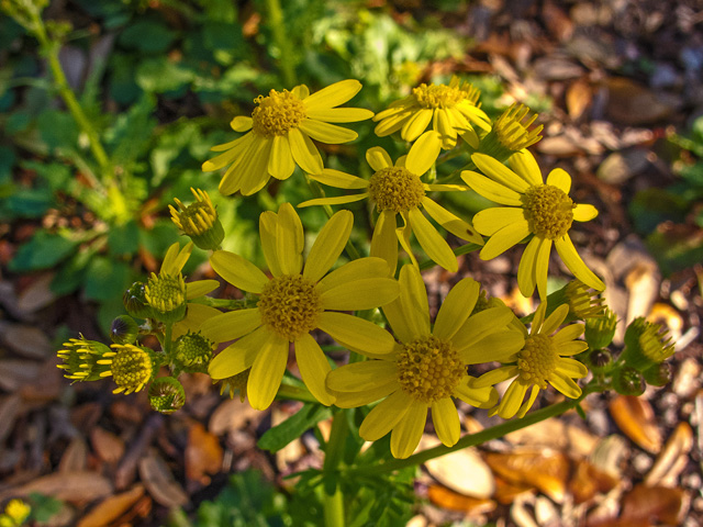 Packera obovata (Golden groundsel) #49718