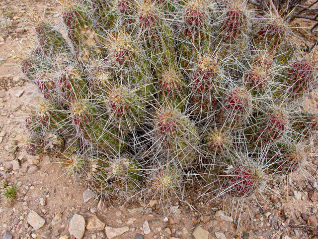 Echinocereus stramineus (Strawberry hedgehog cactus) #49759