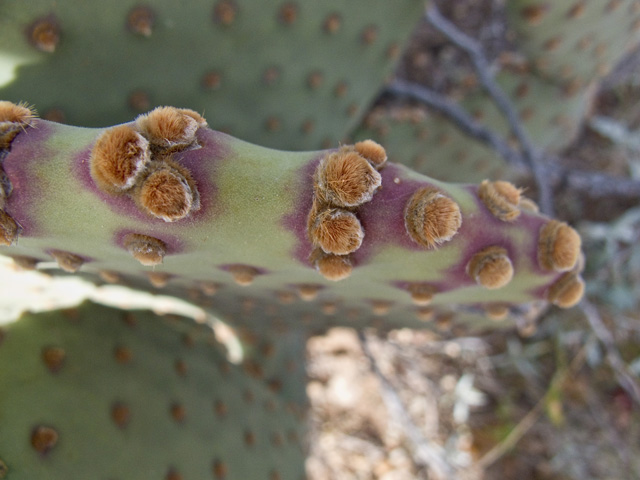 Opuntia rufida (Blind pricklypear) #49772