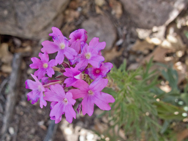 Glandularia bipinnatifida var. ciliata (Davis mountains mock vervain) #49801