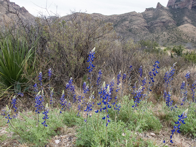 Lupinus havardii (Big bend bluebonnet) #49840