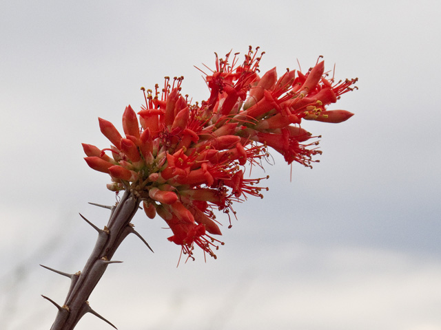 Fouquieria splendens (Ocotillo) #49857