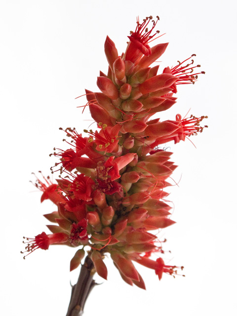 Fouquieria splendens (Ocotillo) #49858