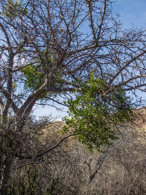 Phoradendron tomentosum (Christmas mistletoe) #49877