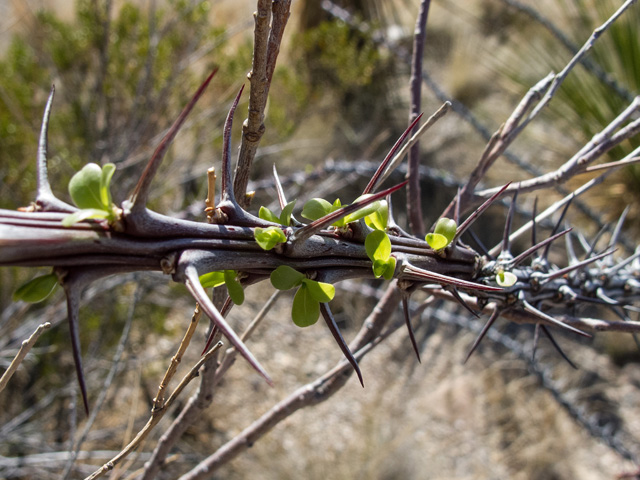 Fouquieria splendens (Ocotillo) #49891