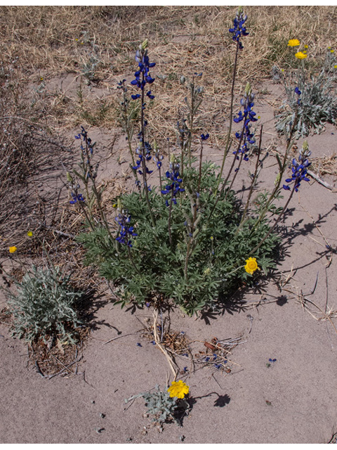 Lupinus havardii (Big bend bluebonnet) #49909