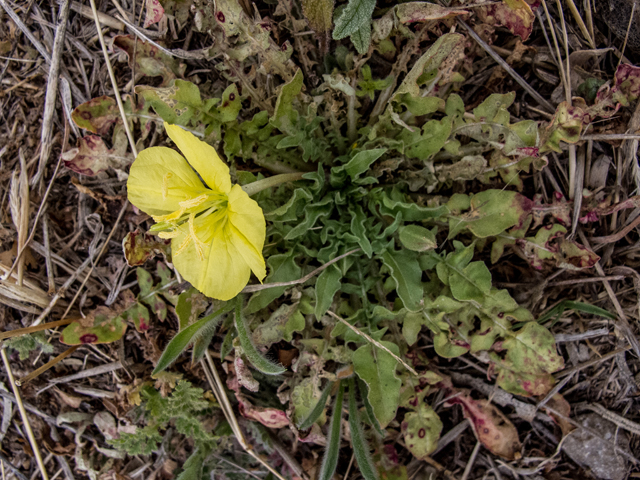 Oenothera primiveris (Desert evening-primrose) #49999