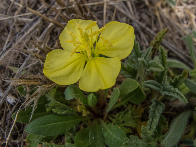 Oenothera primiveris (Desert evening-primrose) #50000