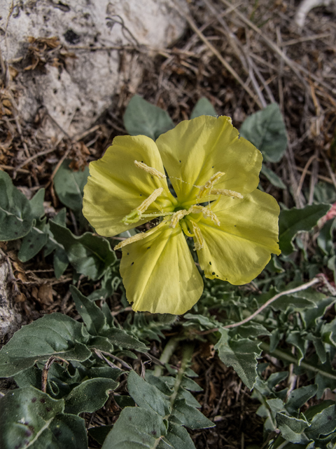 Oenothera primiveris (Desert evening-primrose) #50001