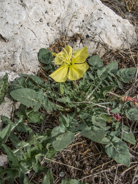 Oenothera primiveris (Desert evening-primrose) #50002