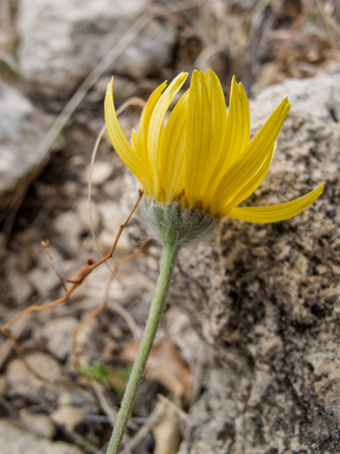 Tetraneuris scaposa (Four-nerve daisy) #50017