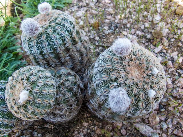 Echinocereus reichenbachii (Lace hedgehog cactus) #50030