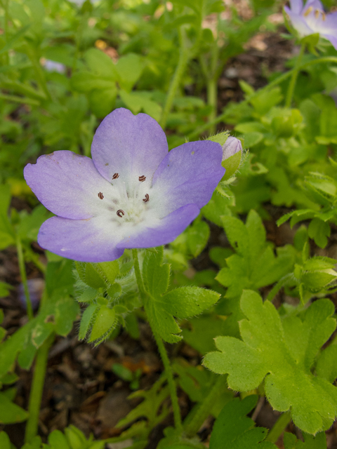 Nemophila phacelioides (Texas baby blue eyes) #50037