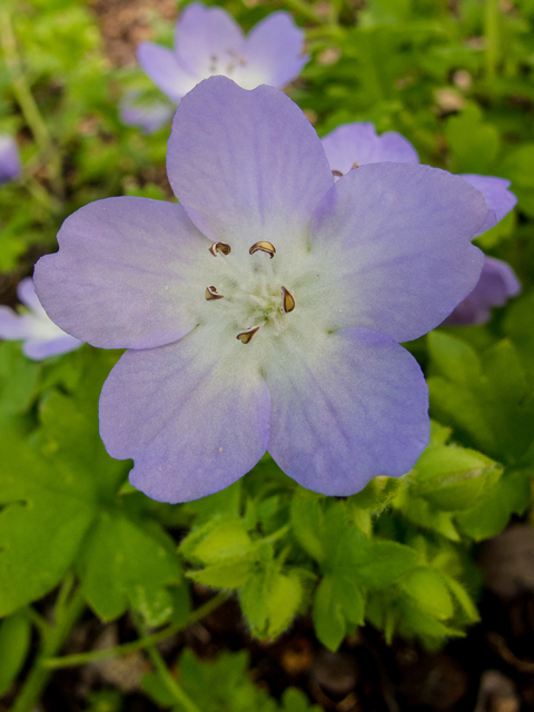 Nemophila phacelioides (Texas baby blue eyes) #50038